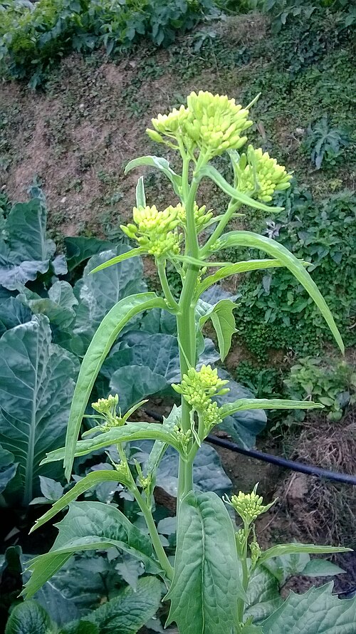 Brown mustard: Brassica juncea flower during January.