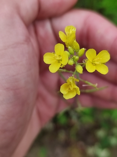 Brown mustard (Brassica juncea)
