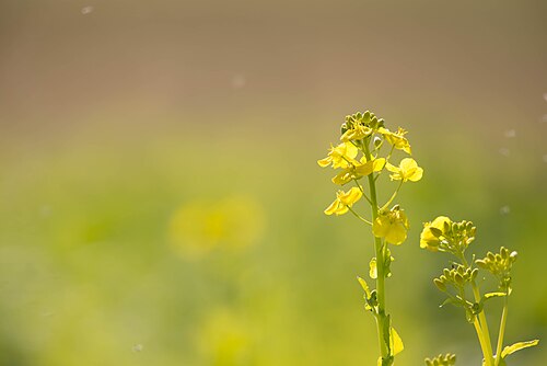 Rape: Brassica napus