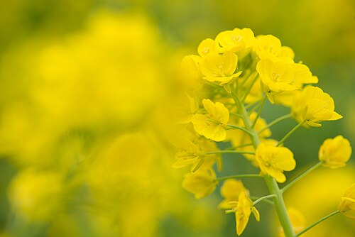 Rape: Brassica napus