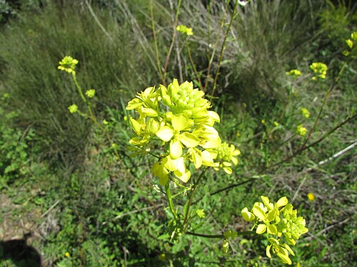 Rape: A example of the flower of the Oilseed rape (Brassica napus) on the banks of the Algibre River close to the village of Paderne, Albufeira , Algarve, Portugal.