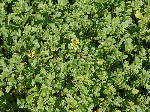 Rape: Brassica napus