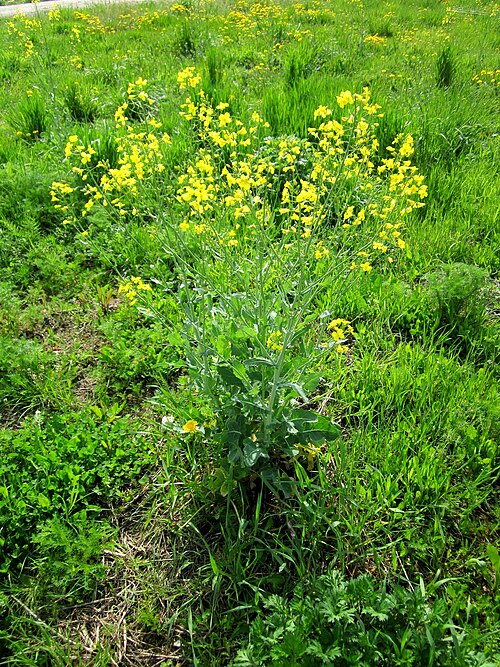 Rape: Ausgewilderter Raps ( Brassica napus ) auf einem Baugrundstück in Hockenheim