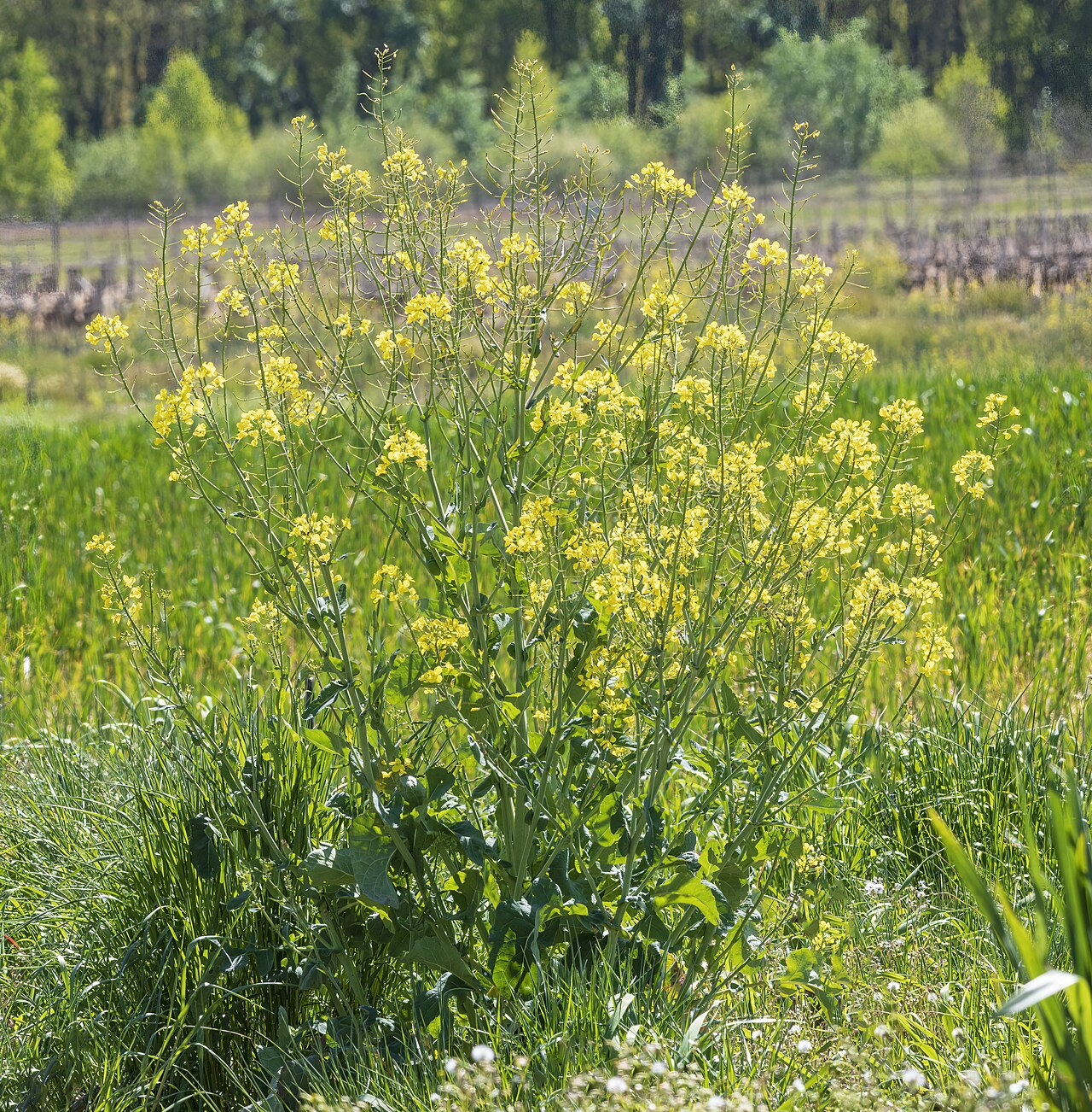 Rape: Volza or oilseed rape - habit