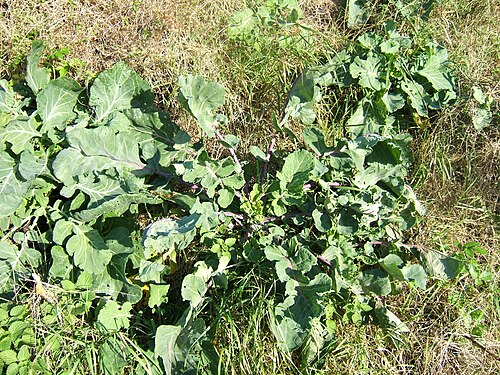 Cabbage: Brassica oleracea (Wild Cabbage) - naturalised population growing on seacliffs below a mediaeval monastery at Tynemouth, Northumberland, UK