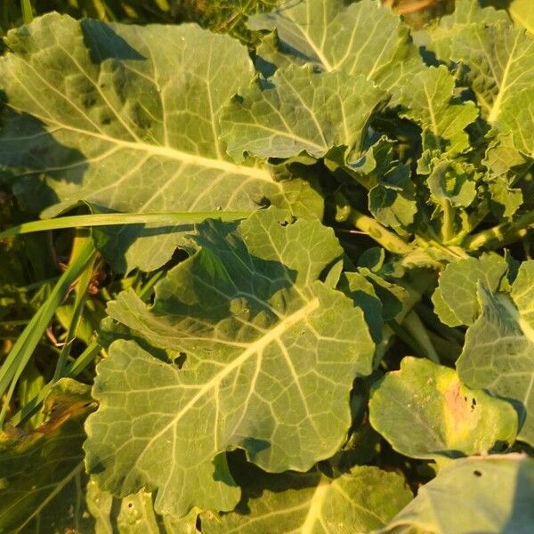 Cabbage (Brassica oleracea)