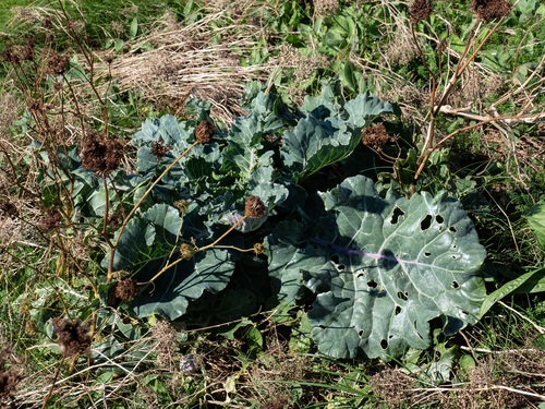 Cabbage (Brassica oleracea)