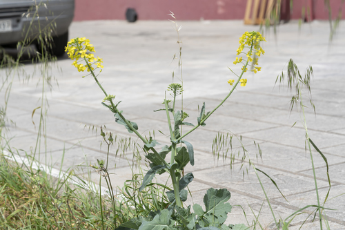 Cabbage (Brassica oleracea)