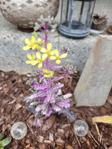 Cabbage (Brassica oleracea)