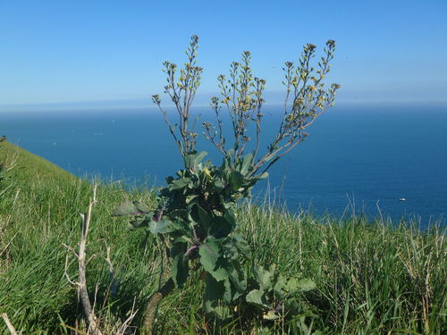 Cabbage (Brassica oleracea)