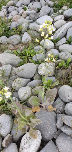 Cabbage (Brassica oleracea)