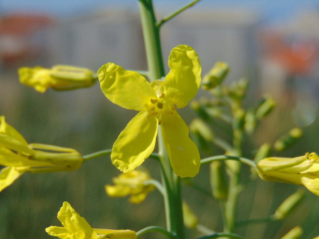 Cabbage (Brassica oleracea)