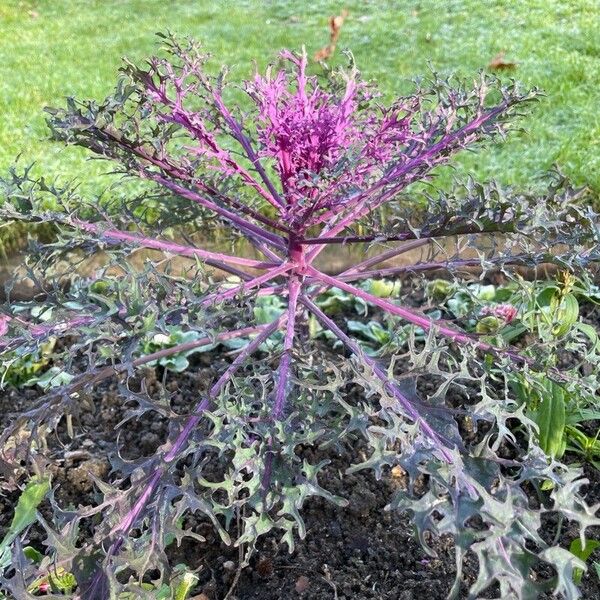 Cabbage (Brassica oleracea)