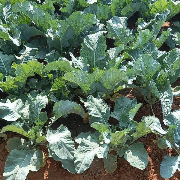 Cabbage (Brassica oleracea)