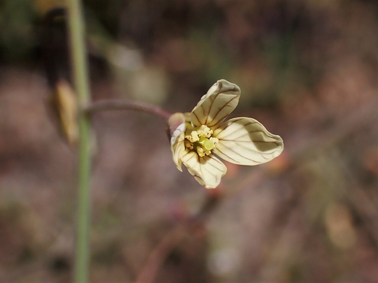Brassica oxyrrhina: Brassica oxyrrhina in Parque de Merendas do Pontal dos Musgos near Setubal, Portugal