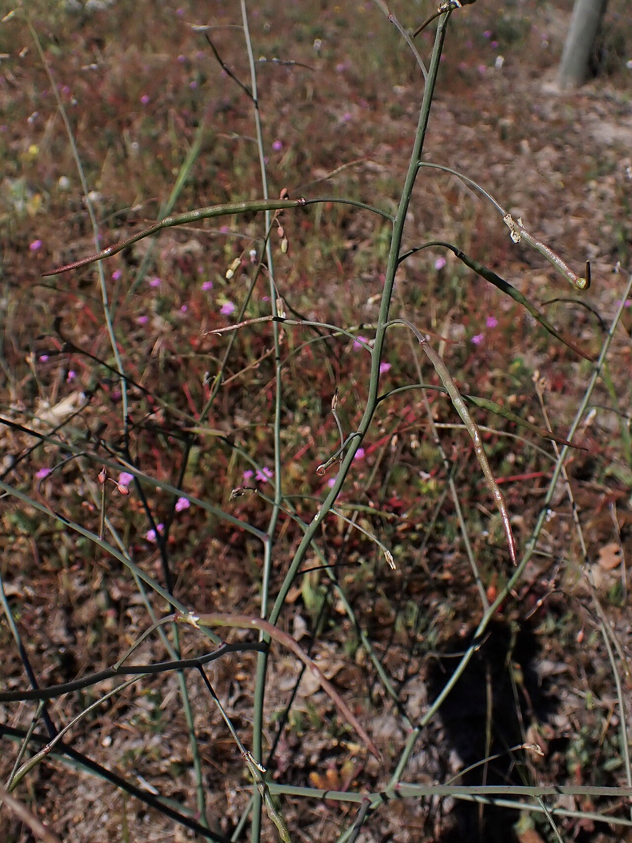 Brassica oxyrrhina: Brassica oxyrrhina in Parque de Merendas do Pontal dos Musgos near Setubal, Portugal