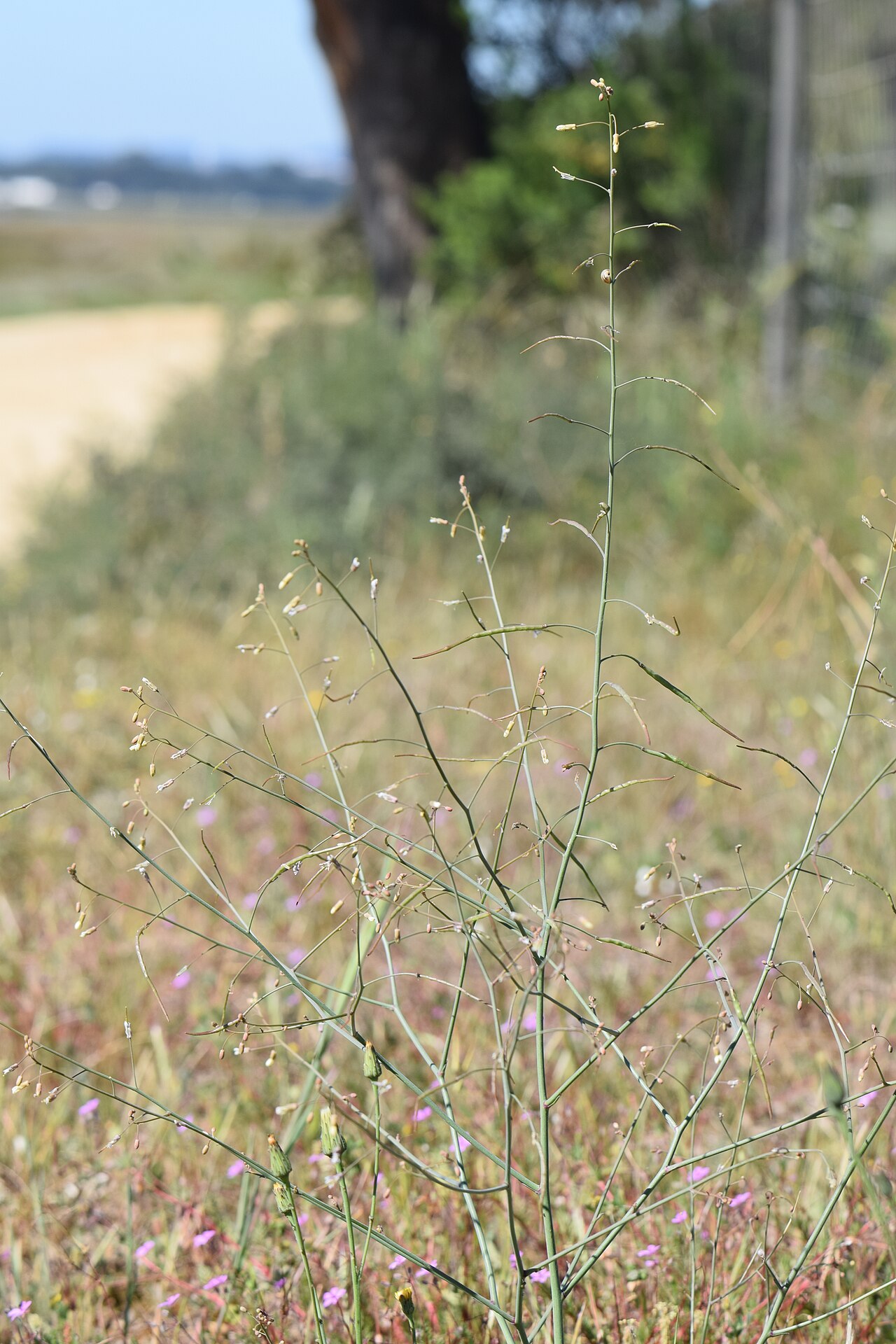 Brassica oxyrrhina: Brassica oxyrrhina in Parque de Merendas do Pontal dos Musgos near Setubal, Portugal