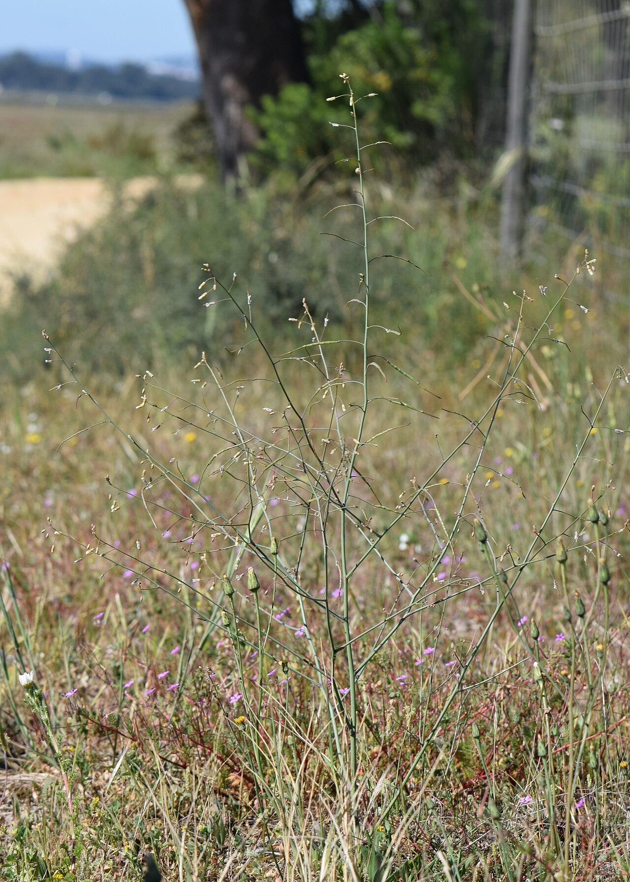 Brassica oxyrrhina: Brassica oxyrrhina in Parque de Merendas do Pontal dos Musgos near Setubal, Portugal