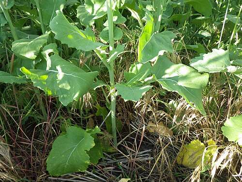 Field mustard: This species is distinguished by its leaves along the main stem that are auriculate clasping, exept towards the base of the plant where they are petiolate.