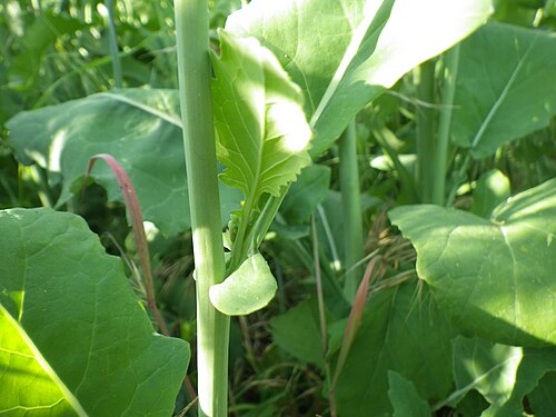 Field mustard: This species is distinguished by its leaves along the main stem that are auriculate clasping, exept towards the base of the plant where they are petiolate.
