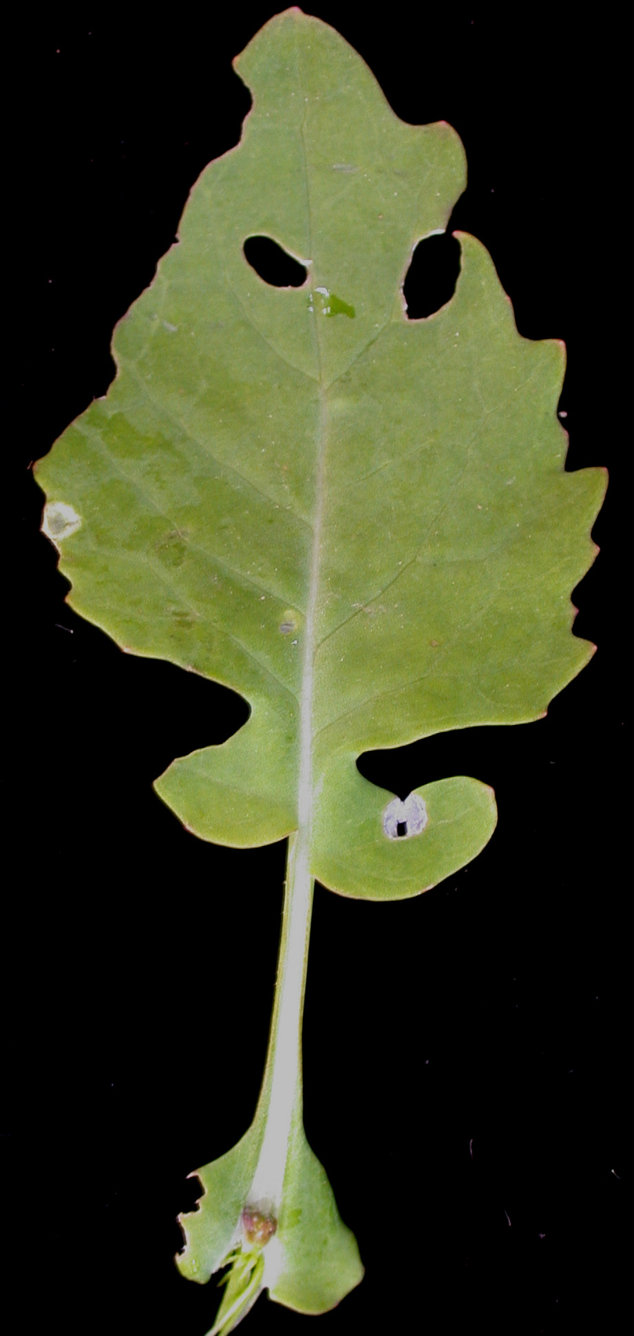 Field mustard: Nom français : moutarde des oiseaux. Nom anglais : field mustard. Feuille basilaire de la moutarde des oiseaux, vue de dessus.