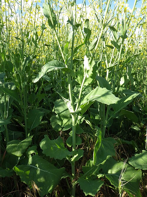 Field mustard: This species is distinguished by its leaves along the main stem that are auriculate clasping, exept towards the base of the plant where they are petiolate.