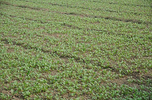 Field mustard: Toria cultivar: Panchali (TWC-3). Photographed at Sargachi, Murshidabad.