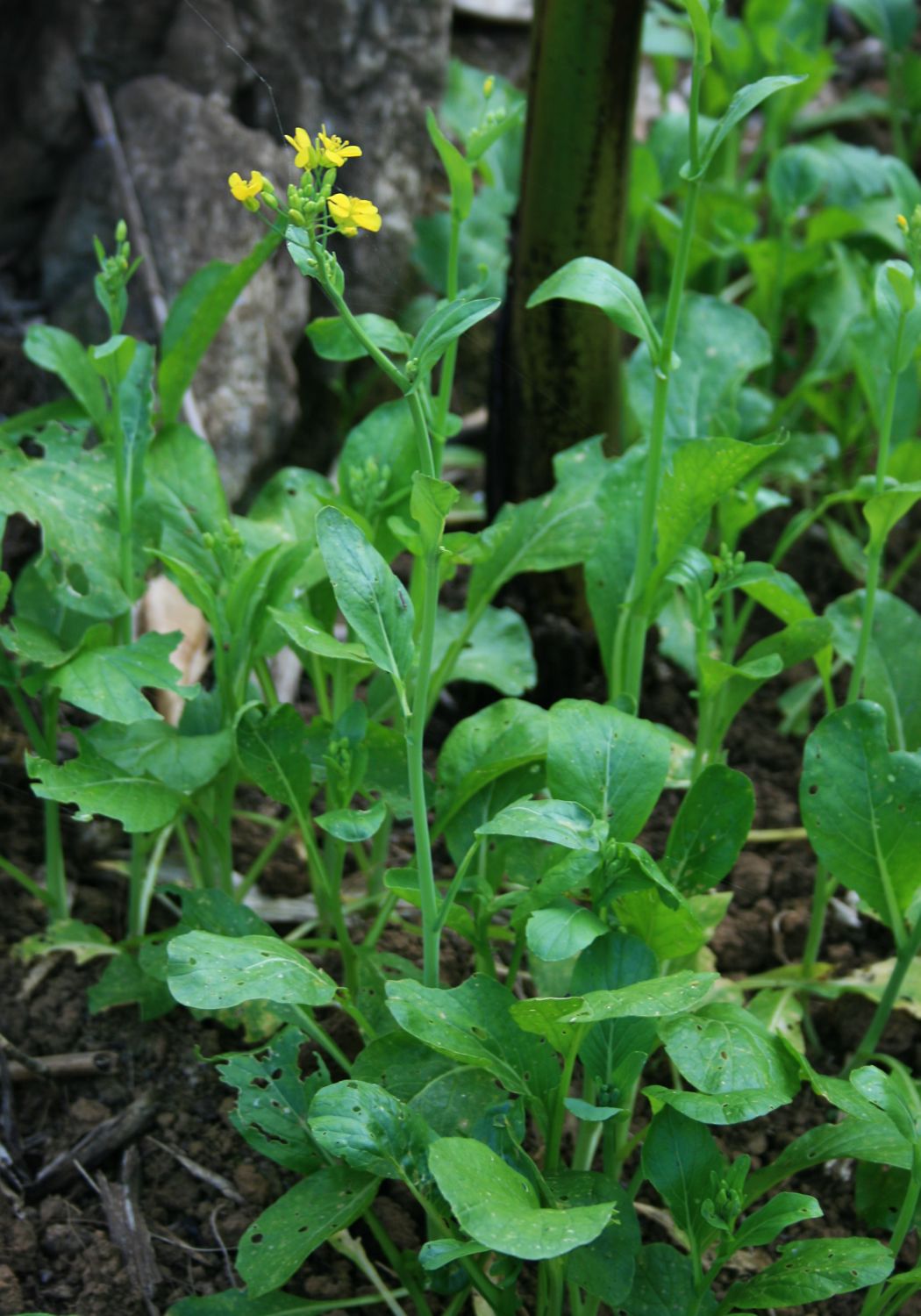 Field mustard: Rübsen ( Brassica rapa var. oleifera ), Kreuzblütler (Brassicaceae) - Vietnam/Việt Nam: S Pa So, Phong Thổ