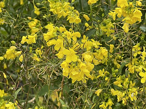 Field mustard: Brassica rapa in Point Arena, California