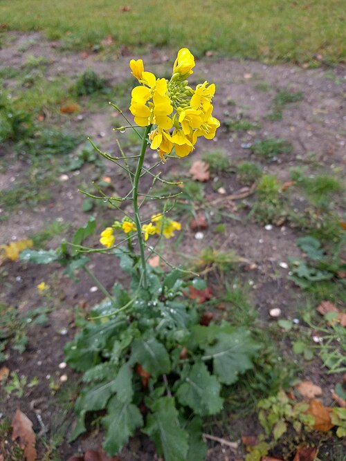 Field mustard: Flora of Overbosch