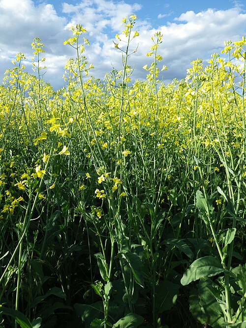 Field mustard: This species is distinguished by its leaves along the main stem that are auriculate clasping, exept towards the base of the plant where they are petiolate.