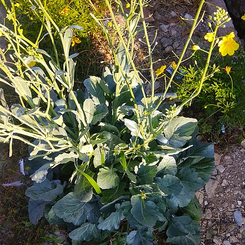 Field mustard: Field mustard