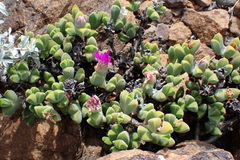 Braunsia apiculata (Braunsia apiculata)