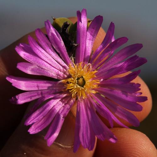 Braunsia apiculata (Braunsia apiculata)