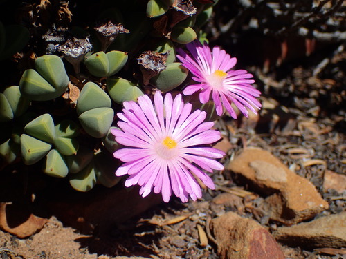 Braunsia apiculata (Braunsia apiculata)
