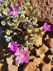 Braunsia apiculata (Braunsia apiculata)
