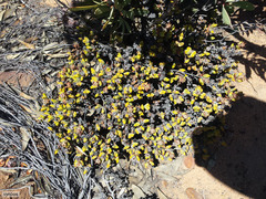 Braunsia apiculata (Braunsia apiculata)