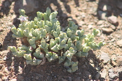 Braunsia apiculata (Braunsia apiculata)