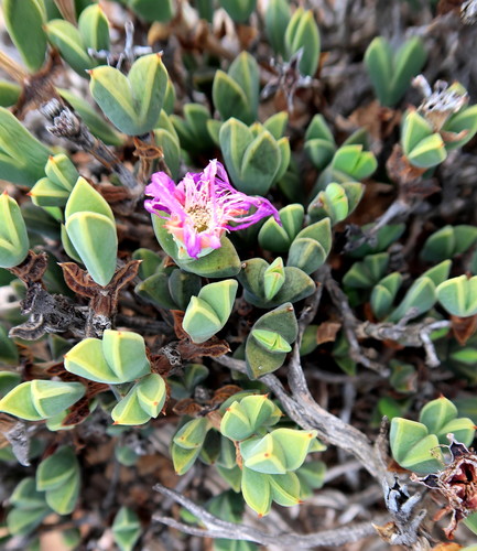 Braunsia apiculata (Braunsia apiculata)
