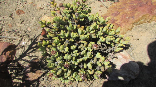 Braunsia apiculata (Braunsia apiculata)