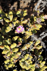 Braunsia apiculata (Braunsia apiculata)