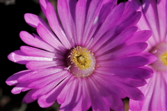 Braunsia apiculata (Braunsia apiculata)