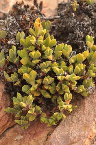 Braunsia apiculata (Braunsia apiculata)