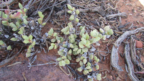 Braunsia geminata (Braunsia geminata)