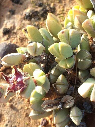 Braunsia geminata (Braunsia geminata)