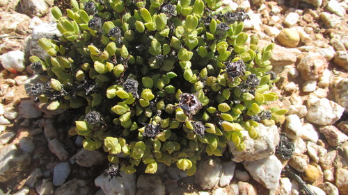 Braunsia geminata (Braunsia geminata)