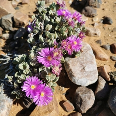Braunsia stayneri (Braunsia stayneri)