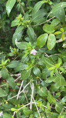 Bravaisia berlandieriana (Bravaisia berlandieriana)