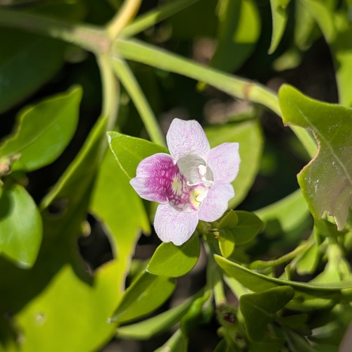 Bravaisia berlandieriana (Bravaisia berlandieriana)