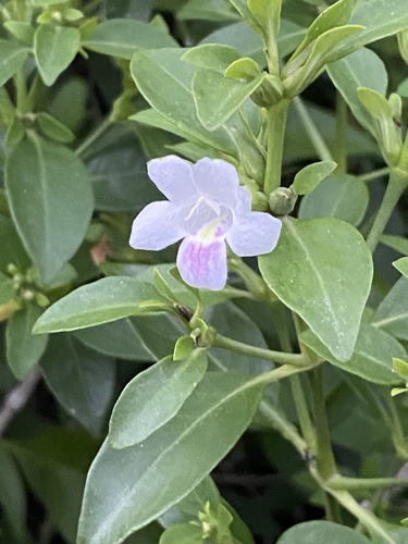 Bravaisia berlandieriana (Bravaisia berlandieriana)